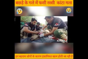 गाय के बछड़े के गले मे फसी रस्सी @animalrescue #संस्कारीsahil #devkefacts #factship #trending #short