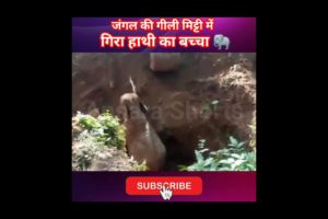 जंगल की गीली मिट्टी में गिरा हाथी का बच्चा 🐘 #shorts #humanity