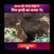 जंगल की गीली मिट्टी में गिरा हाथी का बच्चा 🐘 #shorts #humanity