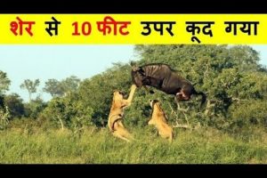 जंगली जानवरों की सबसे भयंकर लड़ाइयां (14)_ Craziest Fights of Wild Animals _ Animal Fights in Hindi