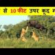 जंगली जानवरों की सबसे भयंकर लड़ाइयां (14)_ Craziest Fights of Wild Animals _ Animal Fights in Hindi