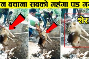 जंगली जानवरों पर कभी  भरोसा मत करना वरना यही होगा 😱😱| Best Inspiring Animal Rescues Of The Year