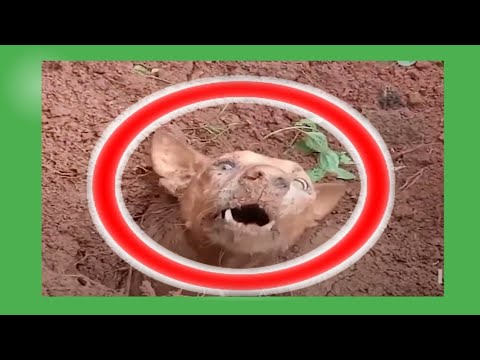 बच गिर मरते मरते 😭 Animal Rescue|| Animal rescue team || @Awesome Animals