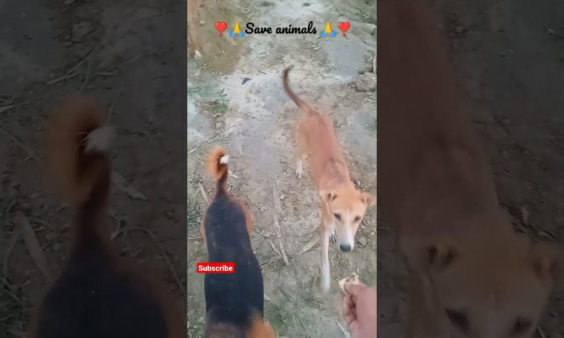 मेरा dogs घूमने आये है ❣️//my dog playing//save animals//puppy playing//loveanimals//D KUMAR