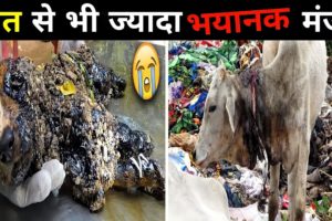 मौत से भी ज्यादा भयानक मंजर 😱 || Animal Rescue ||