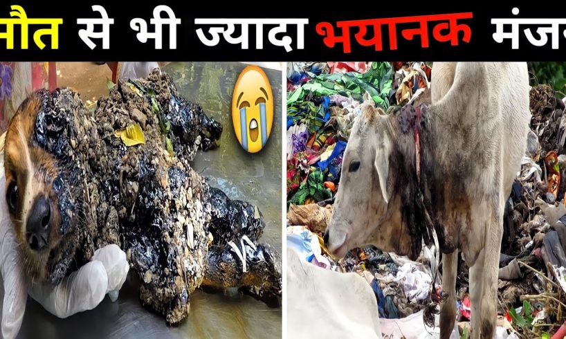 मौत से भी ज्यादा भयानक मंजर 😱 || Animal Rescue ||