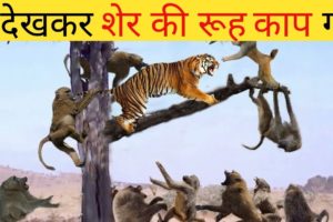 ये देखकर शेर की रूह काप गई|| animals real fight attack monkey vs lion|| wildlife