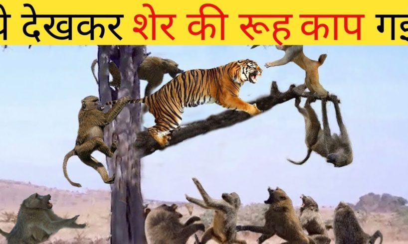 ये देखकर शेर की रूह काप गई|| animals real fight attack monkey vs lion|| wildlife