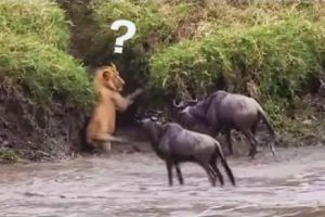 शेर और भैसों की दिल दहला देने वाली लड़ाई - Craziest Animal Fights Caught On Camera