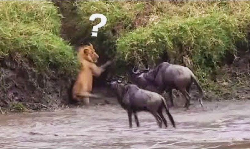 शेर और भैसों की दिल दहला देने वाली लड़ाई - Craziest Animal Fights Caught On Camera