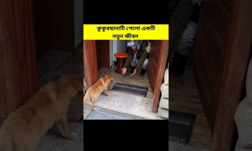 কুকুরছানাটি একটি নতুন জীবন ফিরে পেলো ❤️ #shorts
