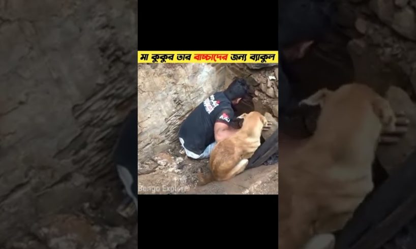 কুকুরটি তার বাচ্চাদের জন্য ব্যাকুল#shorts #youtubeshorts #bengali #viralshorts