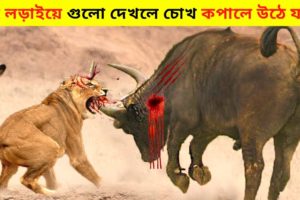 জঙ্গলি প্রাণীদের সবচেয়ে ভয়ঙ্কর লড়াই।।10 Most Dangerous Wild Animal Fights In Bangla