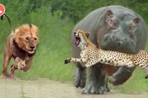 জলহস্তী সিংহকে আক্রমণ করে । Hippo Attacks the Lion | Wild Animals | Animals Bangla