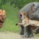 জলহস্তী সিংহকে আক্রমণ করে । Hippo Attacks the Lion | Wild Animals | Animals Bangla