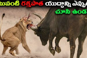 భీకరమైన అడవి జంతువుల పోరాటాలు | 10 Most Dangerous Wild Animal Fights.