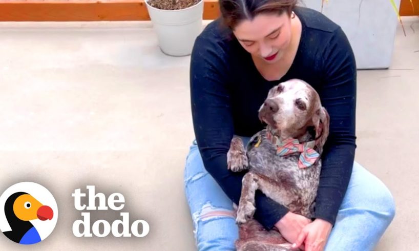 1 Year With A Senior Rescue Dog | The Dodo