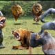 100 Best Fights of Animals Caught On Camera: Leopard, Baboon, Lion, Zebra