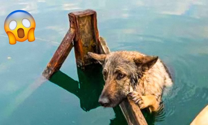 11 Touching Animal Rescues That Will Break Your Heart