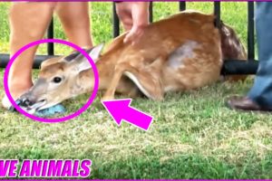 11 unbelievable animal rescues | animal ask for help | OXPV