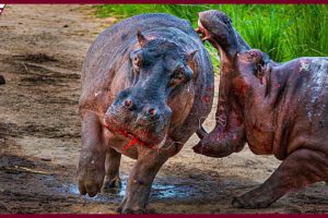 12 Brutal Animal Fights for Cannibalism and Domination