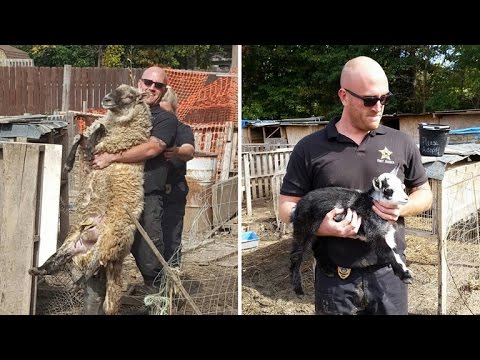 139 Farm Animals Being Raised for Food Get Rescued from Horrific Conditions