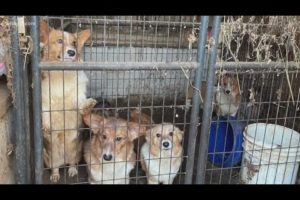 141 animals rescued from 'horrid' conditions of alleged puppy mill in Kentucky