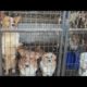 141 animals rescued from 'horrid' conditions of alleged puppy mill in Kentucky