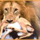 15 Merciless Predators Tragically Killing And Eating Young Animals