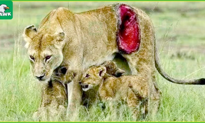 15 Painful Moments When Big Cats And Animals Get Injured - Animals Fighting