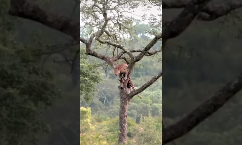 Amazing animals in Ukraine (2022-2023)#shorts# top videos