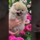 Cute puppie 📹 🥳🥸🥳🥳🥳 Compilation cutest moment of the animals - Cutest Puppies shorts#