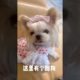 Extremely Funniest Maltese & Cutest Puppies Maltese  Funny Puppies Videos Compilation 69