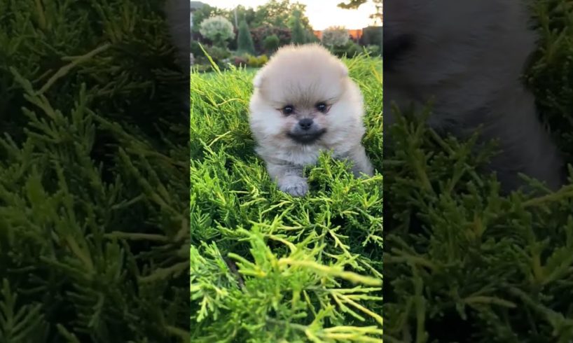 Cute puppie 📹 🥳🥸🥳🥳🥳 Compilation cutest moment of the animals - Cutest Puppies shorts