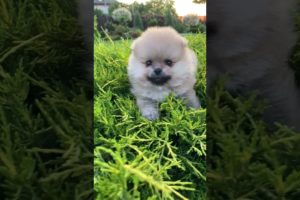 Cute puppie 📹 🥳🥸🥳🥳🥳 Compilation cutest moment of the animals - Cutest Puppies shorts