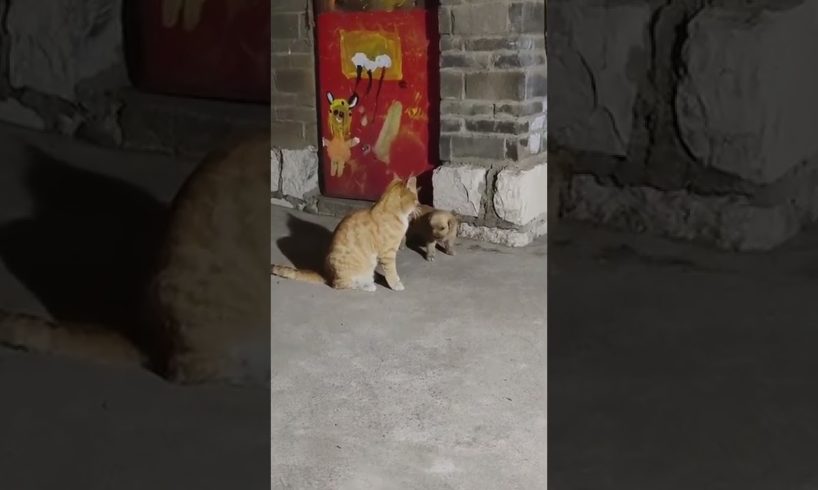 Awww Cute Cat | So Cute Cat Playing | Animals Short Video #short #funnycat #cat