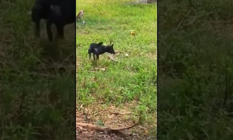 amazing animal | animal fighting  (2022) #shorts