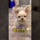 Extremely Funniest Maltese & Cutest Puppies Maltese  Funny Puppies Videos Compilation 35