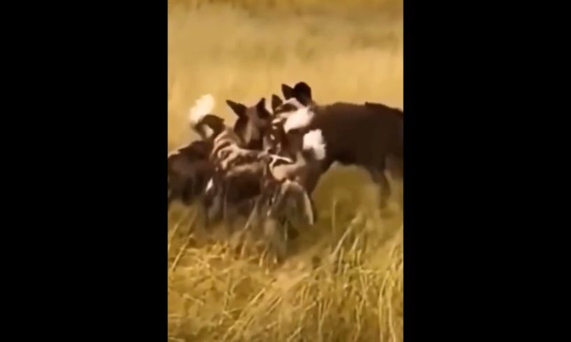 Amazing animals in Ukraine (2022-2023)#shorts# top videos