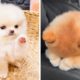 😍Cute Puppies Will Make You Happy Every Day 🐶🐶| Cute Puppies
