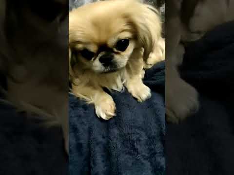 cute puppies cute | puppy videos | cute puppies shorts 8 | short vlogs 🐕#shorts #viral #shortvlog