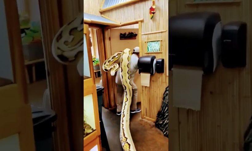 king cobra snake video, snake in ear,snake song, snake movie, snake game  snake#shorts #viral#status