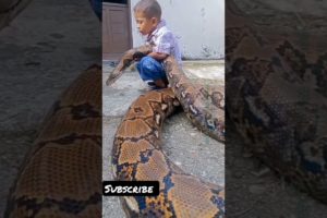 king cobra snake video, snake in ear,snake song, snake movie, snake game  snake#shorts #viral#status