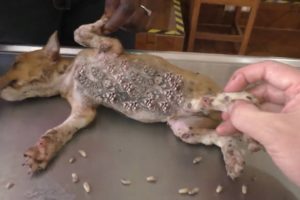 mangoworms removal on dog - dog rescue