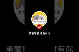 Extremely Funniest Maltese & Cutest Puppies Maltese  Funny Puppies Videos Compilation 29