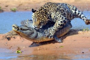 Jaguar Killed Crocodile In  Water | Wild Effects | Wild Animals