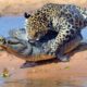 Jaguar Killed Crocodile In  Water | Wild Effects | Wild Animals