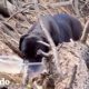 3 perros enormes abandonados en una la montaña se negaron a ser rescatados | El Dodo