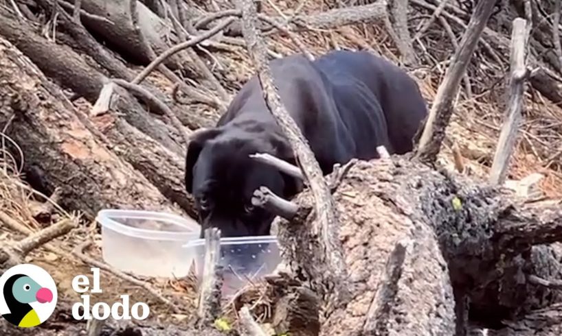 3 perros enormes abandonados en una la montaña se negaron a ser rescatados | El Dodo