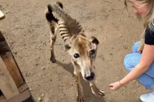 30 Animals That Asked People for Help & Kindness !